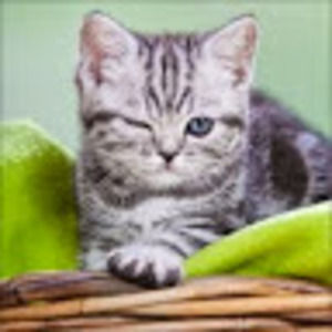 Meet your Posher, Lindsay